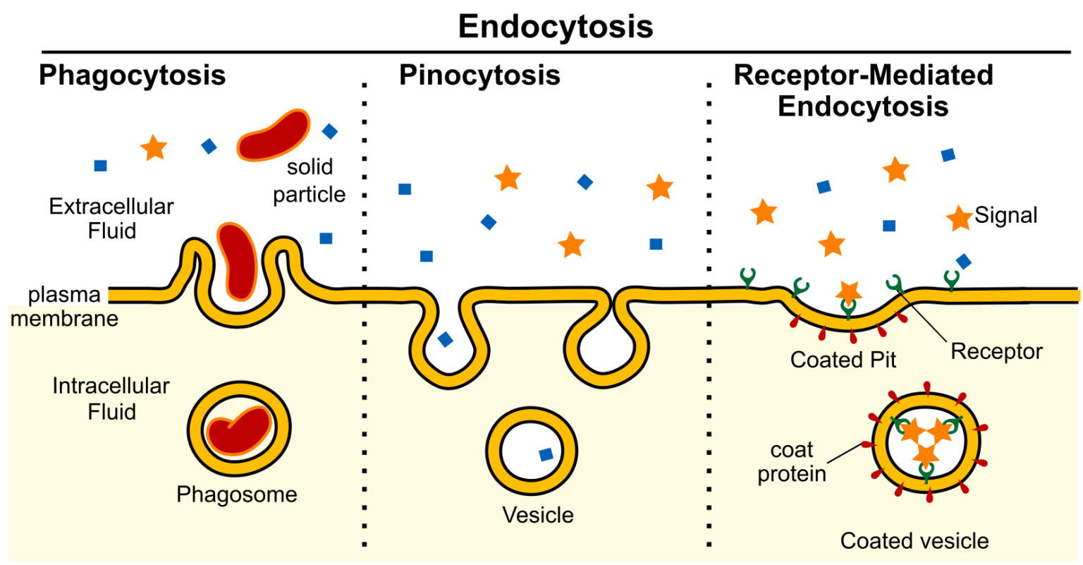 Transport Across The Plasma Membrane Human Biology