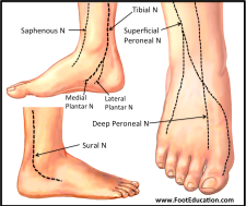 Anatomy Of The Foot And Ankle Orthopaedia Foot Ankle