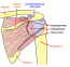 Disorders Of The Rotator Cuff Orthopaedia Sports Medicine