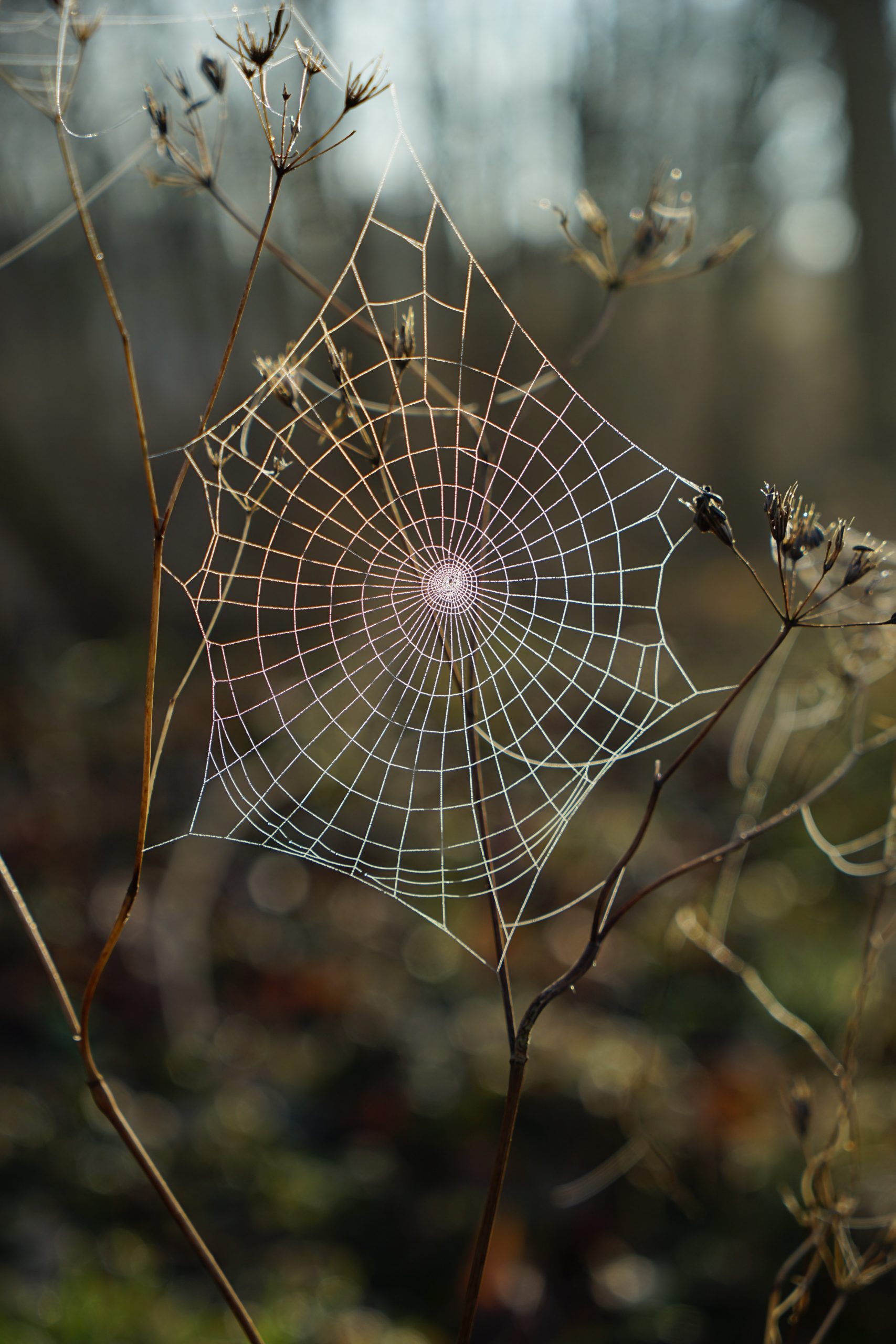 spider web