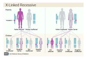 Imagine depicting the inheritance pattern of hemophilia