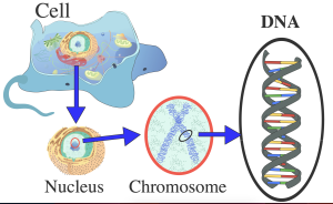 The nucleus of a human cell contains 46 chromosomes. Chromosomes are made of DNA. Segments of DNA are called genes.