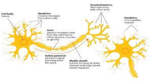 A diagram of a neuron