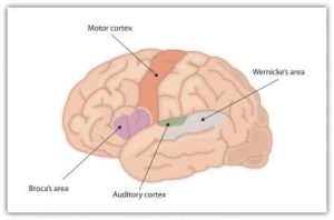 Diagram of brain with the language areas labeled