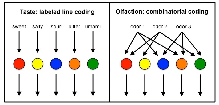 Labelled line coding in the gustatory system versus combinatorial coding in the olfactory system.