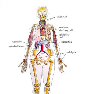 Landmarks for radial, brachial, carotid and apical pulse