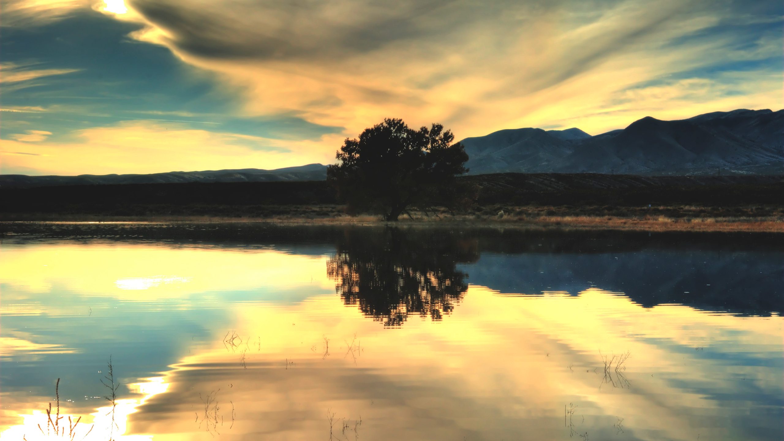 Tree water reflection at sunset