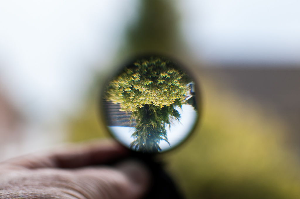 Magnifying glass looking at tree