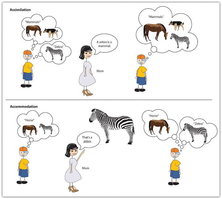 A visual description of assimilation and accommodation.