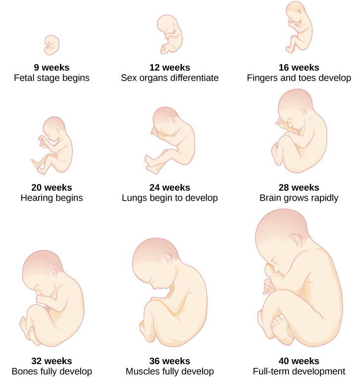 Image of the prenatal stages