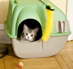 Cat in a litter box