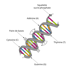 Image of the structure of DNA