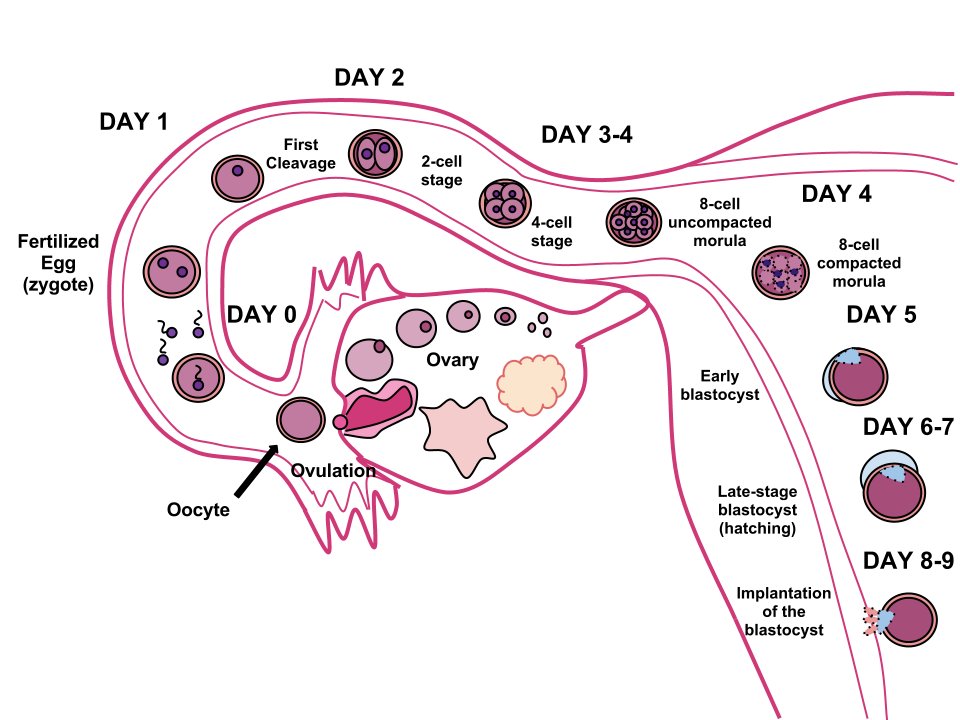 Human Fertilization. The sperm and ovum unite through fertilization, creating a zygote that (over the course of 8-9 days) will implant in the uterine wall, where it will reside over the course of 9 months.