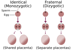 More details Comparison of zygote development in monozygotic and dizygotic twins.