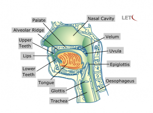 image showing the articulators
