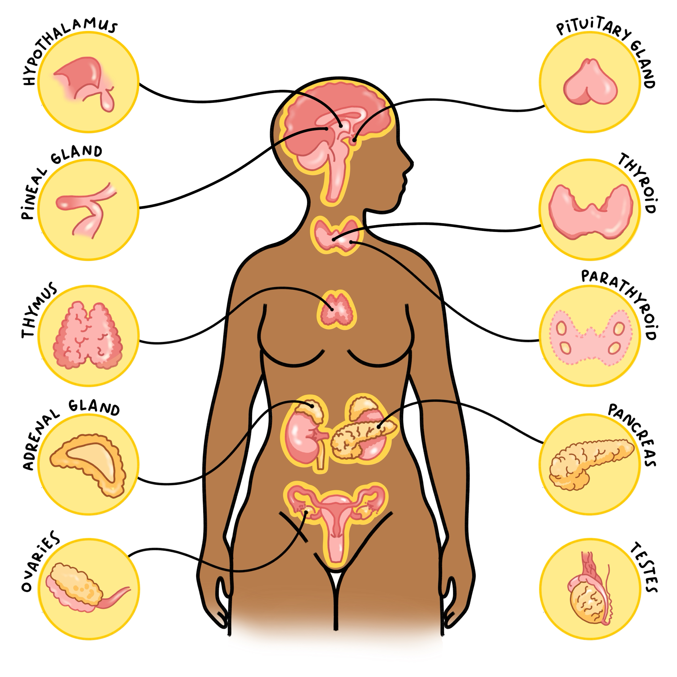 Organs of the endocrine system