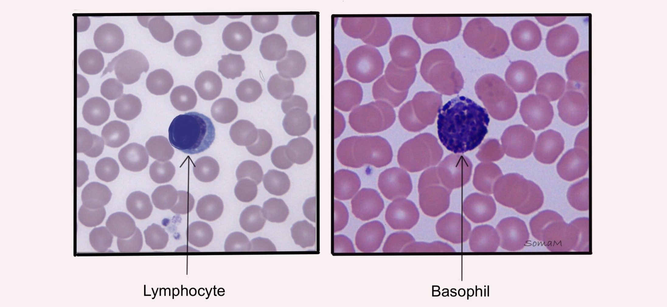 Difference between lymphocyte and basophil