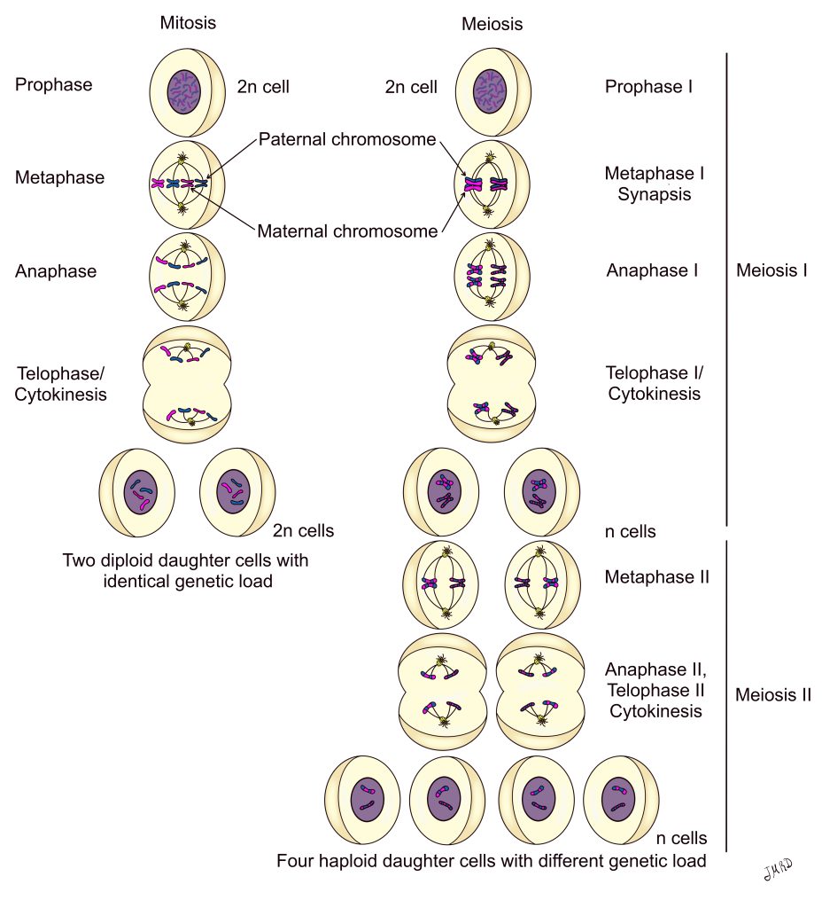 Illustration comparing the events of mitosis and meiosis