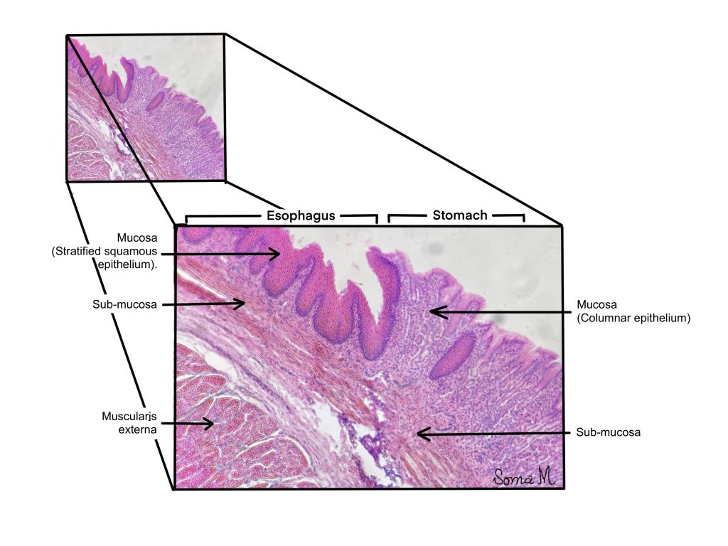 Junction between esophagus and stomach