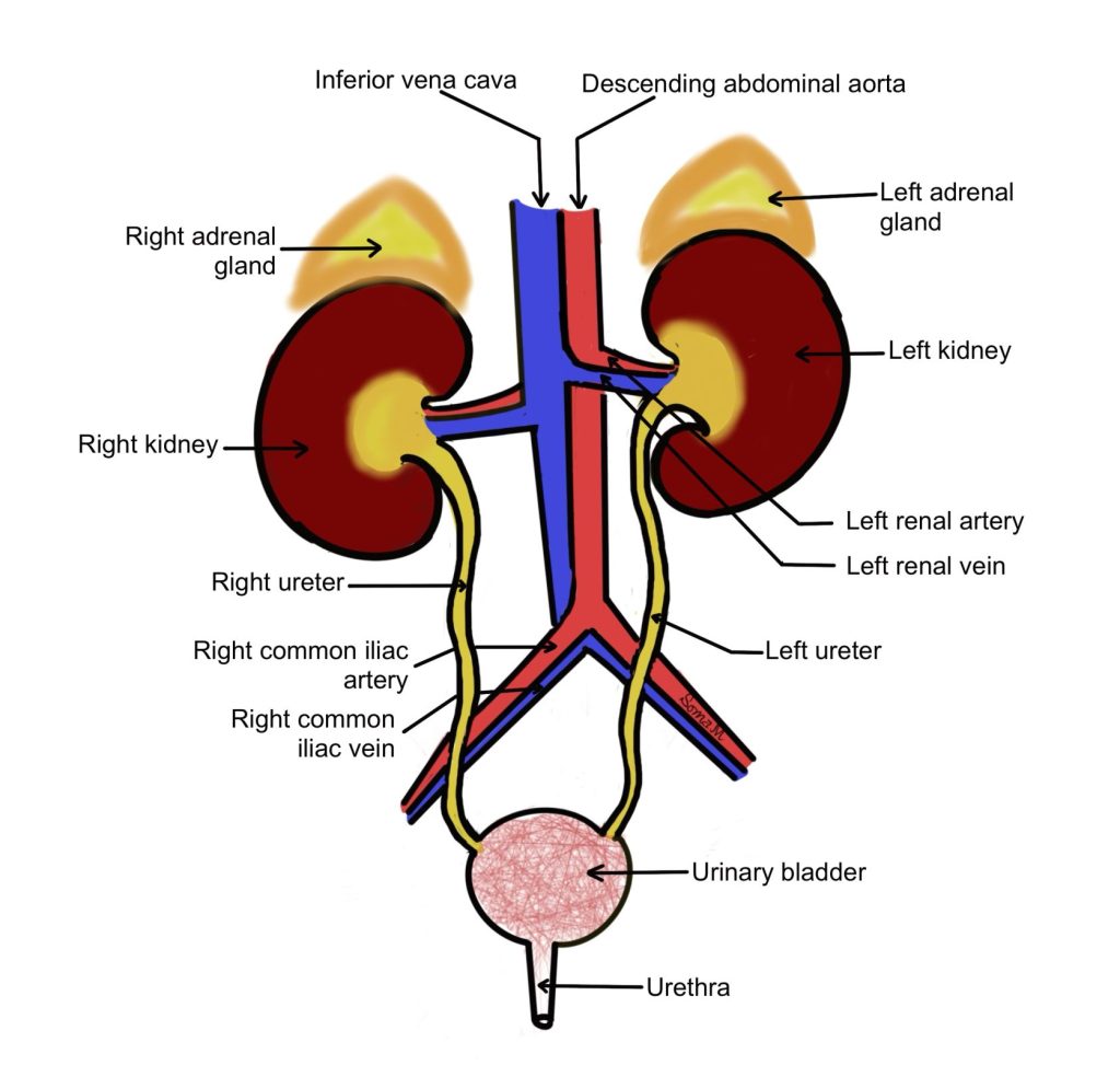 Organs of the urinary system