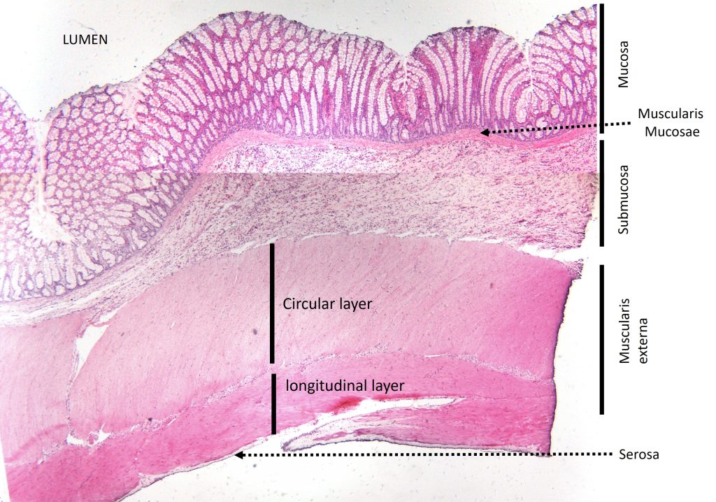 Layers of the colon