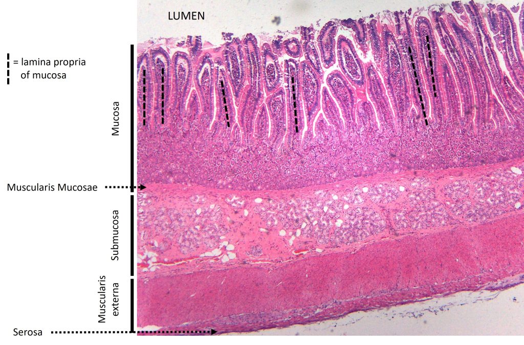 Layers of the duodenum