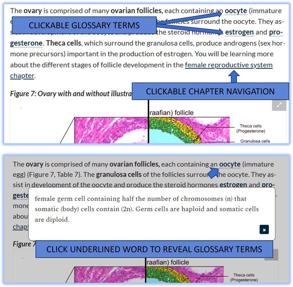 Image provides details about clickable glossary terms and navigation between chapters.