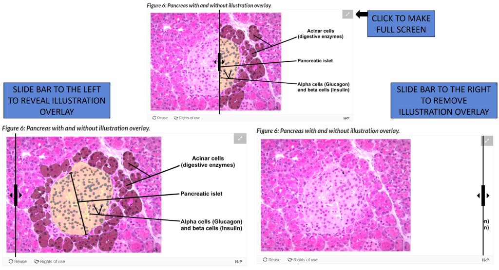 Image provides instructions for using the H5P slide bar images.