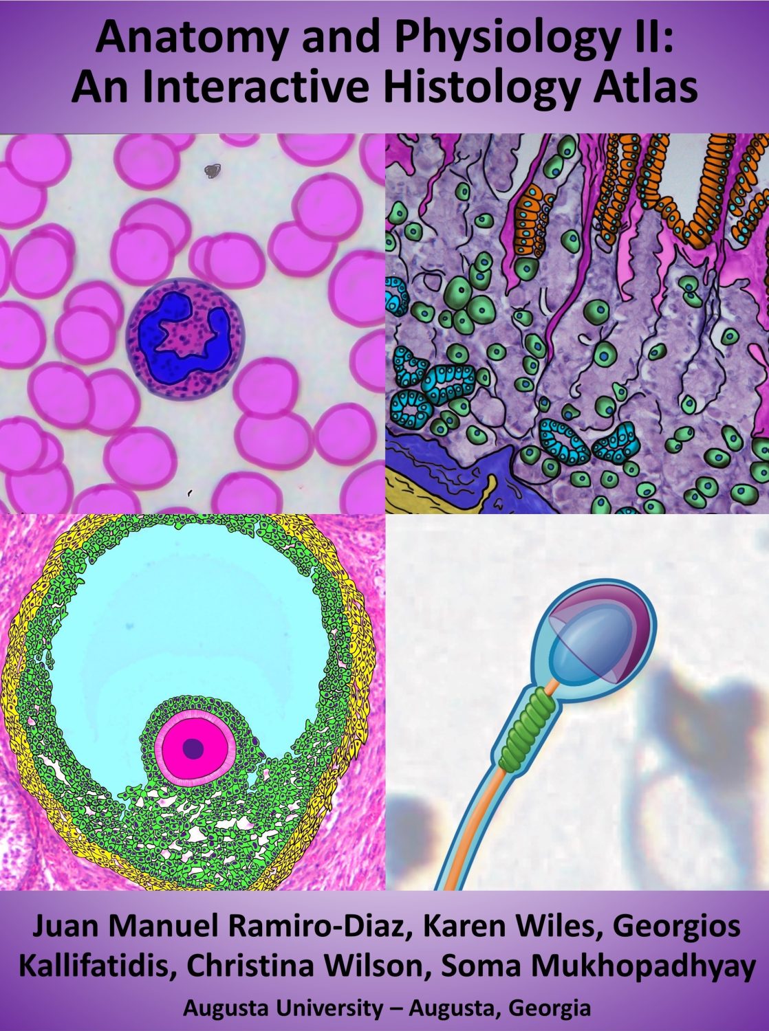 Cover image for Anatomy and Physiology II: An Interactive Histology Atlas