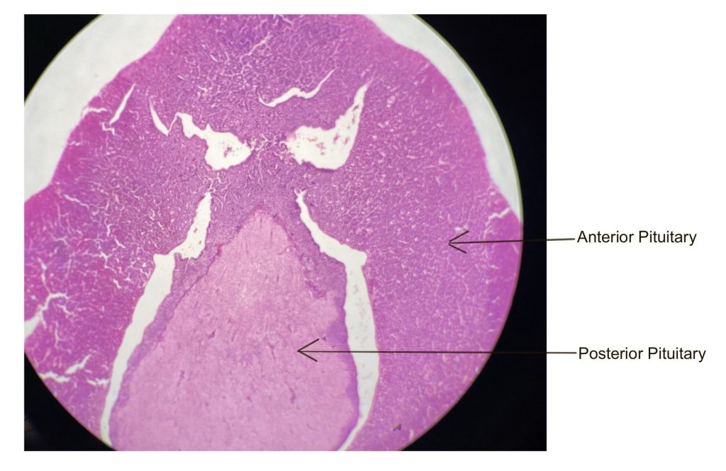 anterior and posterior pituitary gland under scanning power