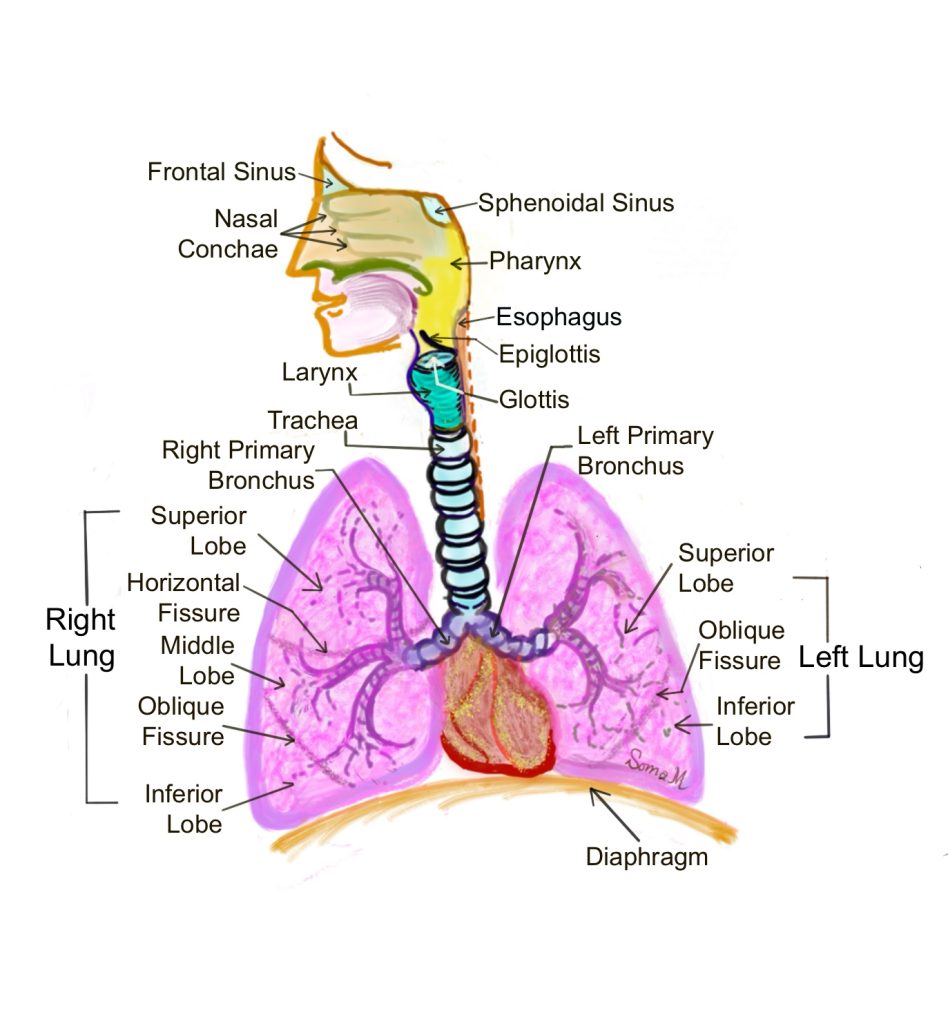 Structures of the respiratory system