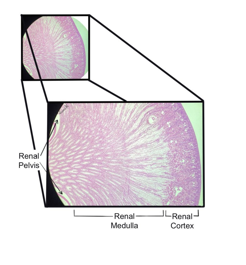 Regions of the kidney