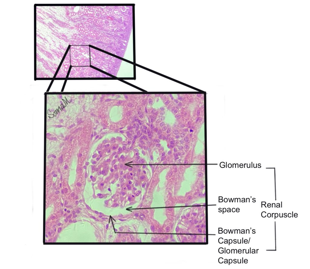 Structures of the renal corpuscle