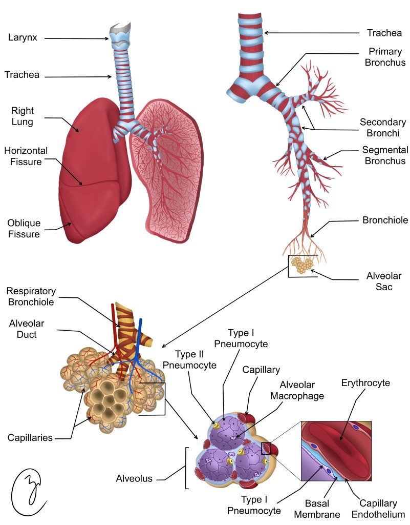 Gross and microscopic anatomy of the respiratory system. The top left panel shows the external and internal gross anatomy of the larynx, trachea and lung. The top right panel shows the tracheobronchial tree which terminates in the alveolar sac shown in the bottom left panel. The bottom right panel shows the respiratory membrane of the alveolus.