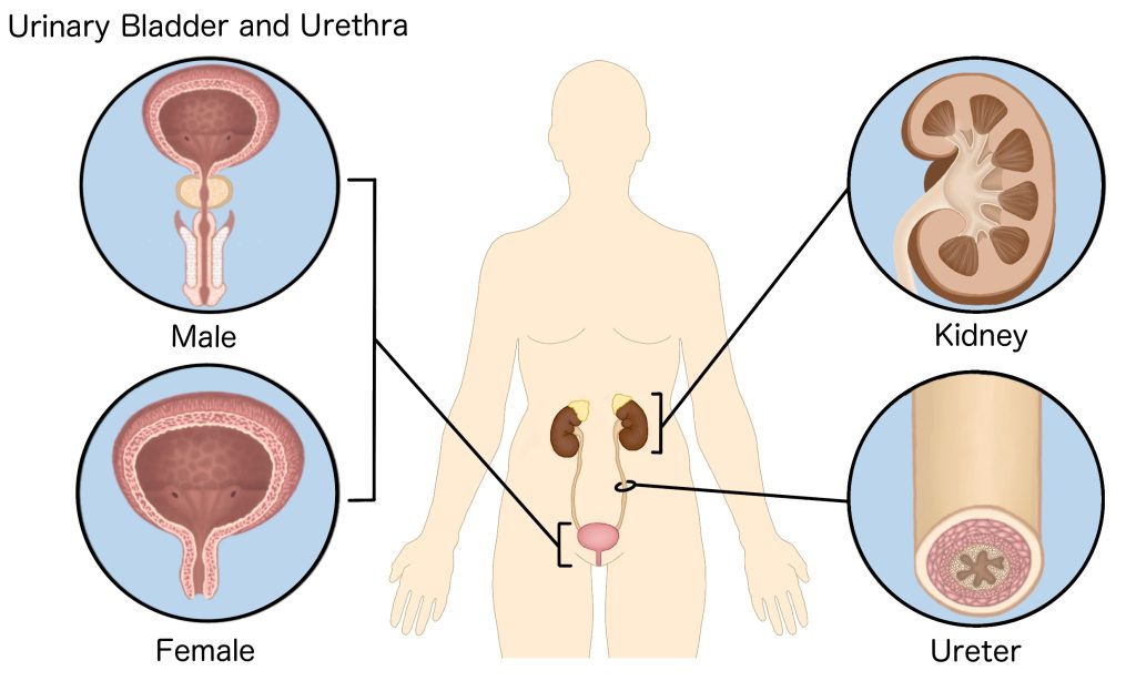 Anatomy of the urinary system including internal gross anatomy of the kidney, ureter, bladder and urethra (males and females).