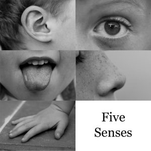 Images show an ear, eye, tongue, nose, and hand to represent the fives senses