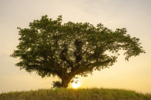 A photograph shows a tree on a hill with the sun behind it