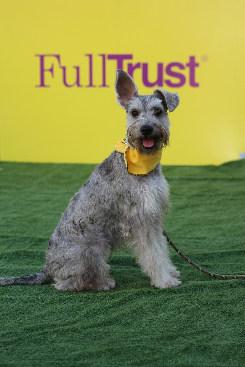 A schnauzer stands before a sign that says Full Trust