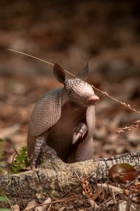 An armadillo