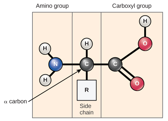 amino acid structure