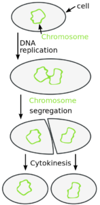 Binary fission