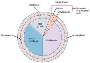 Cell cycle