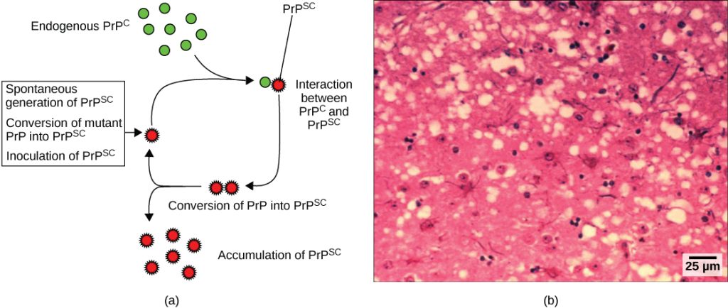 Part a illustrates how normal prion protein, called P R P, is converted into the disease causing form P R P. P R P superscript lower case s lowercase c may spontaneously form in brain tissue, may be introduced when a mutant form of the protein misfolds, or may introduced into the brain tissue by inoculation. The misfolded protein causes normal P R P already present in the brain to misfold. A chain reaction occurs, leading to a large amount of misfolded protein.