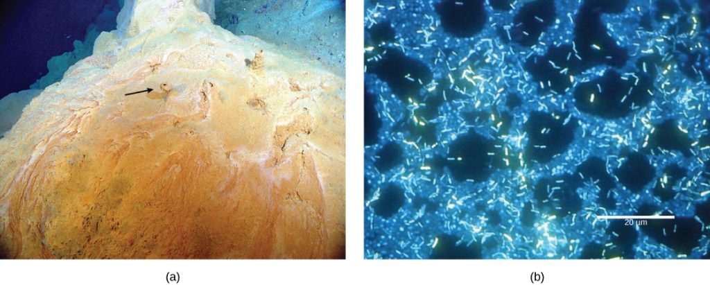 The part a photo shows a reddish-yellow mound with small chimneys growing out of it. Part b micrograph shows rod-shaped bacteria about two microns long swimming over a thicker mat of bacteria.