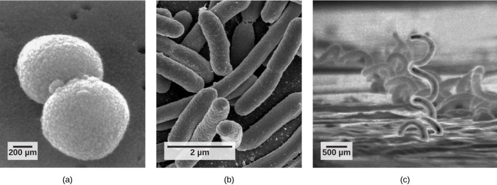 Part a: The micrograph shows ball-shaped cocci about 0.9 microns long. Part b: The micrograph shows elongated, oval-shaped bacilli about 2 microns long. Part c: The micrograph shows corkscrew-shaped spirilli that are quite long and 2 microns in diameter.