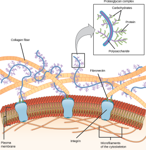 This illustration shows the plasma membrane. Embedded in the plasma membrane are integral membrane proteins called integrins. On the exterior of the cell is a vast network of collagen fibers. The fibers are attached to the integrins via a protein called fibronectin. Proteoglycan complexes also extend from the plasma membrane to the extracellular matrix. A close-up view shows that each proteoglycan complex is composed of a polysaccharide core. Proteins branch from this core, and carbohydrates branch from the proteins. The inside of the cytoplasmic membrane is lined with microfilaments of the cytoskeleton.