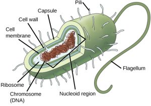 In this illustration, the prokaryotic cell has an oval shape. The circular chromosome is concentrated in a region called the nucleoid. The fluid inside the cell is called the cytoplasm. Ribosomes, depicted as small circles, float in the cytoplasm. The cytoplasm is encased by a plasma membrane, which in turn is encased by a cell wall. A capsule surrounds the cell wall. The bacterium depicted has a flagellum protruding from one narrow end. Pili are small protrusions that project from the capsule in all directions.