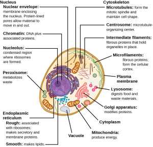 Figures showing the major organelles and other cell components of (a) a typical animal cell.