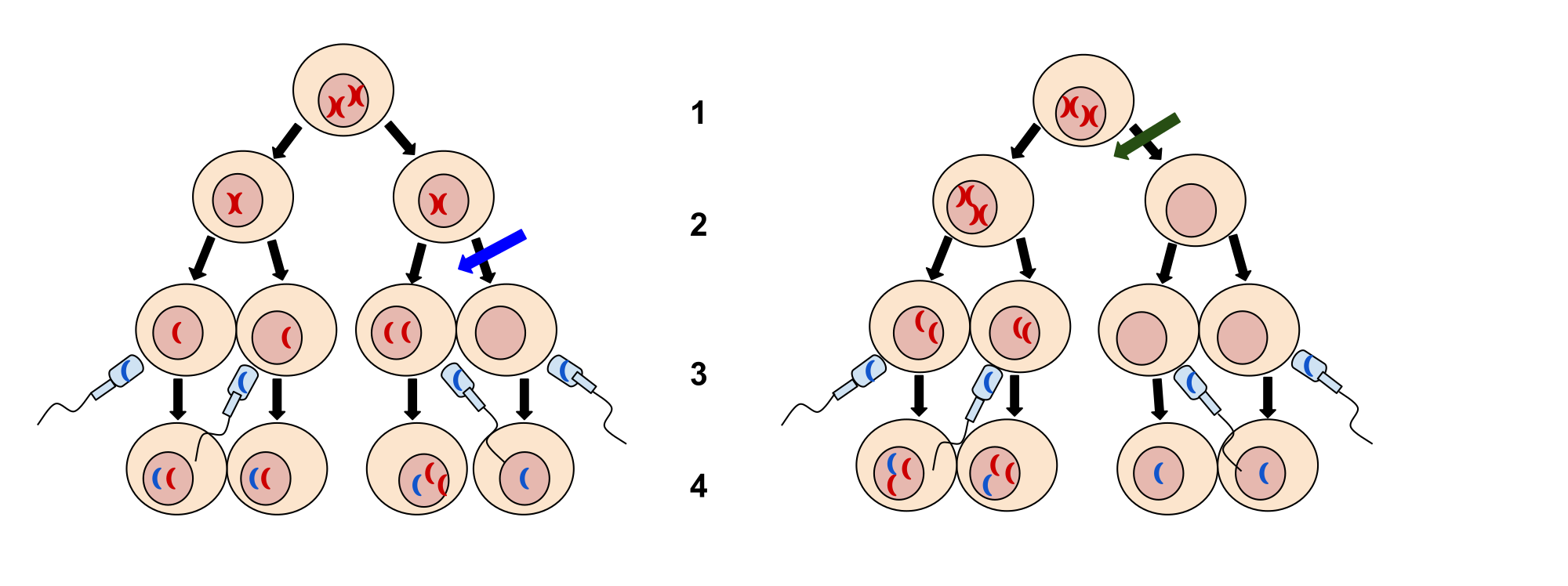 non-disjunction