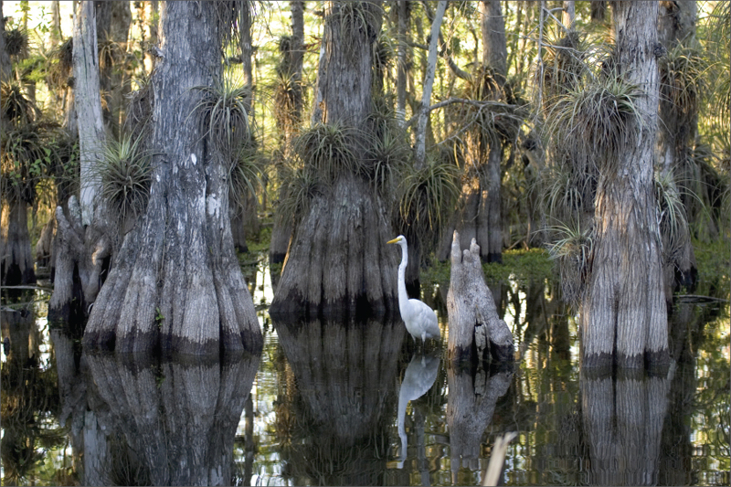 This photo shows mangrove trees growing in black water. The trunks of the mangroves widen and split toward the bottom. A white bird stands in the water among the trees.